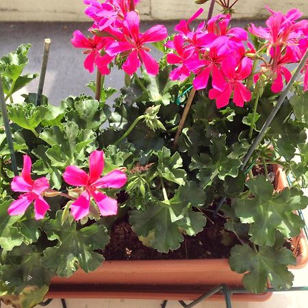 Hotel Villa Cinzia Villanova Mondovì الغرفة الصورة